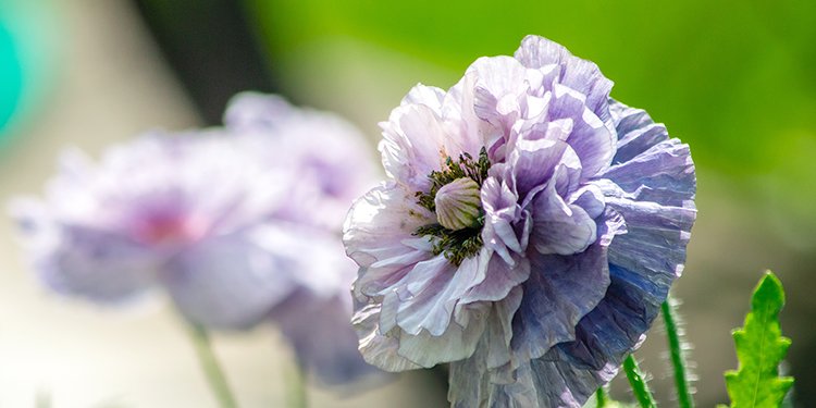 Grey poppy