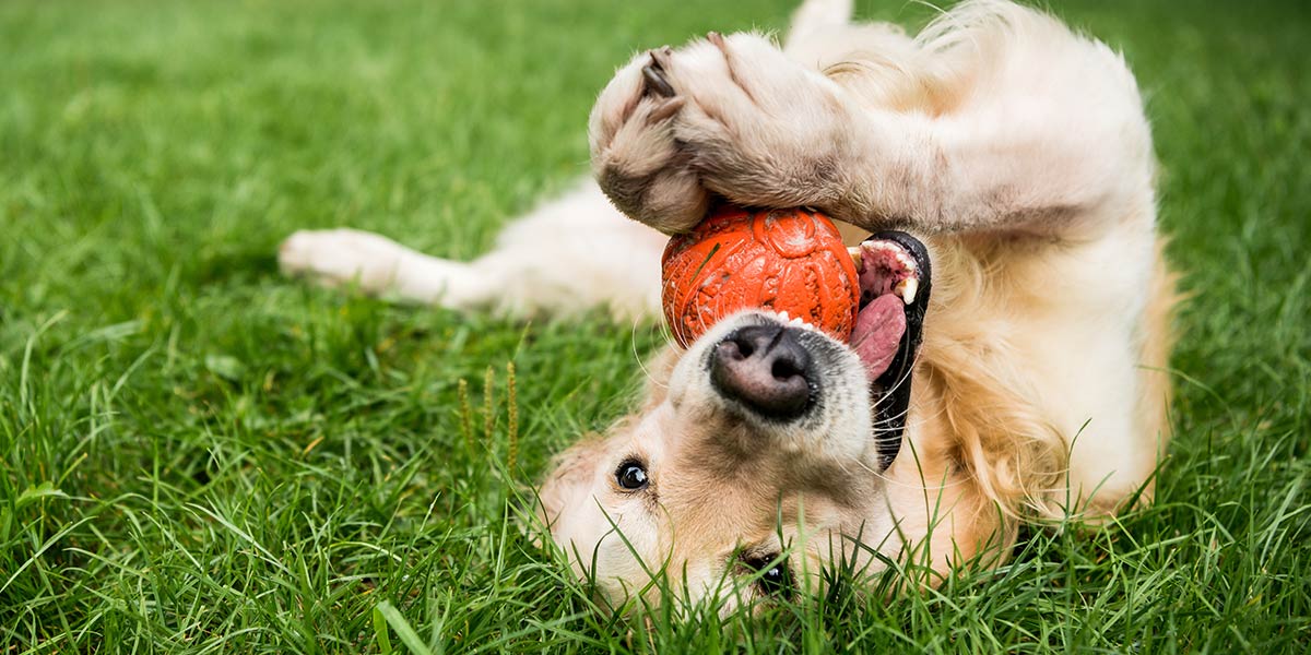 Dog playing the grass with a ball