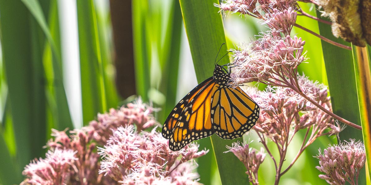 butterfly on a flower