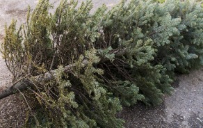 Pine tree on the ground