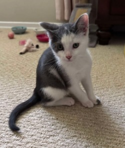 cat for adoption