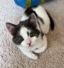 cat for adoption