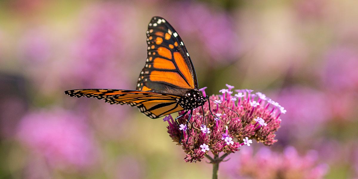 Trinity_Design_9751_Monarch_1200x600.jpg