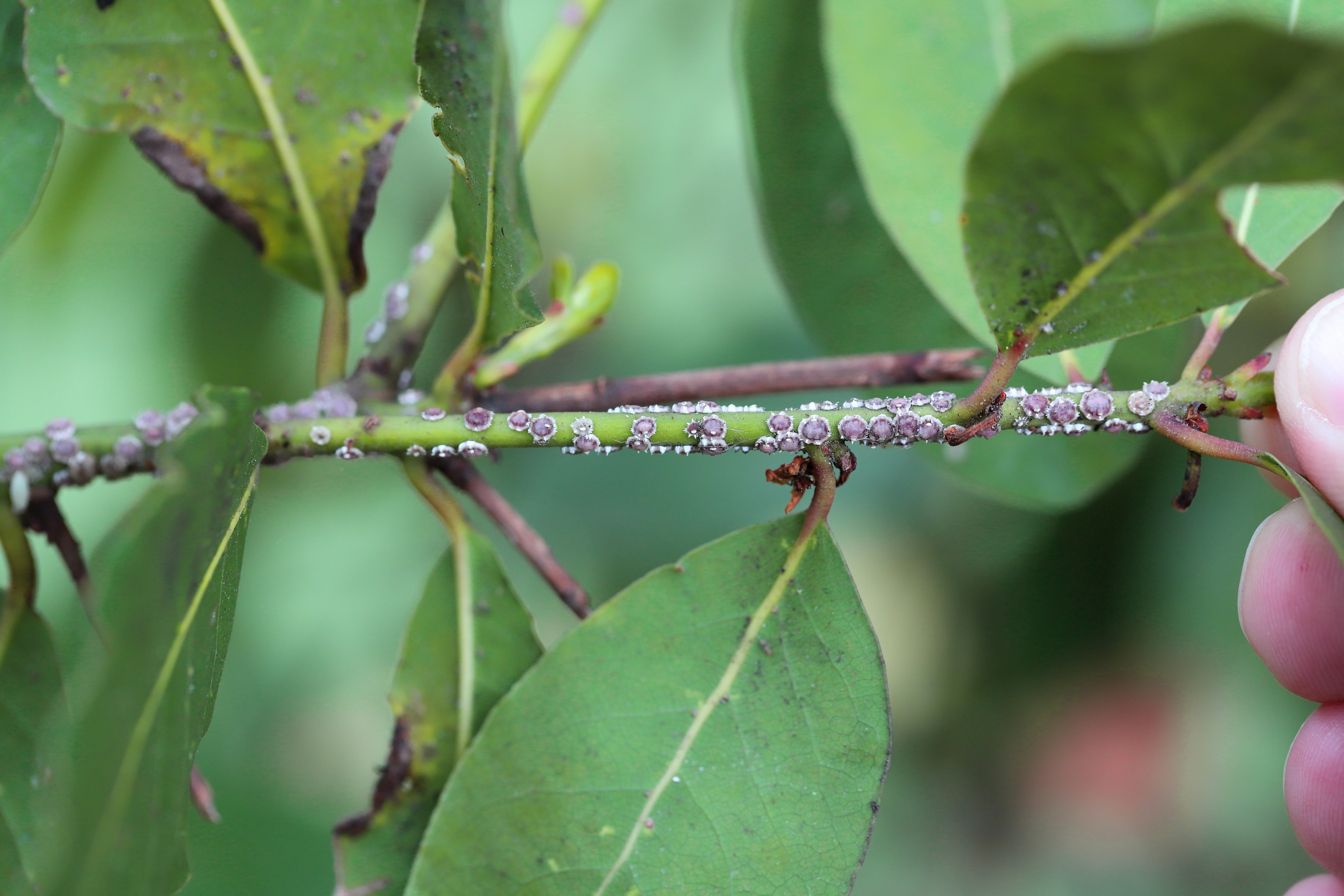 Scales on a shrub