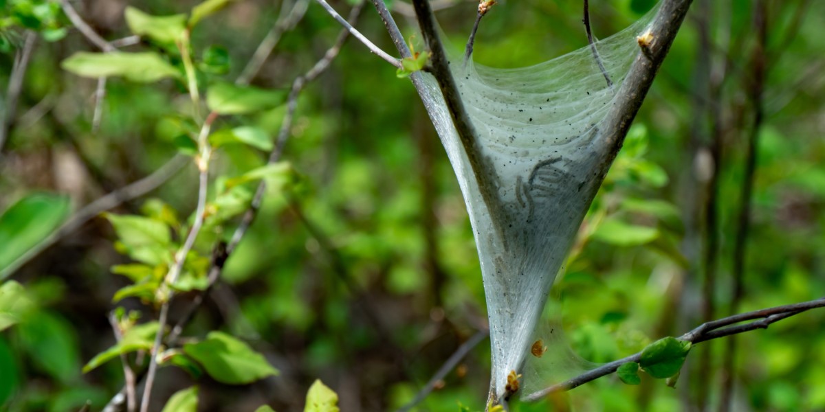 Eastern Tent Caterpillar
