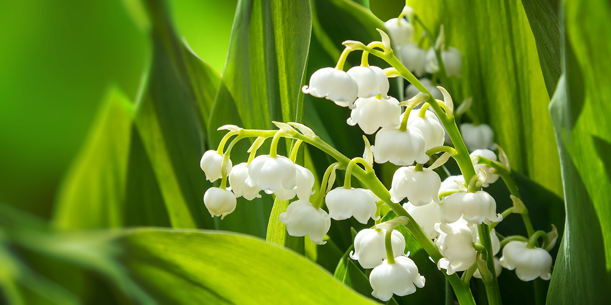 Close up of white flower