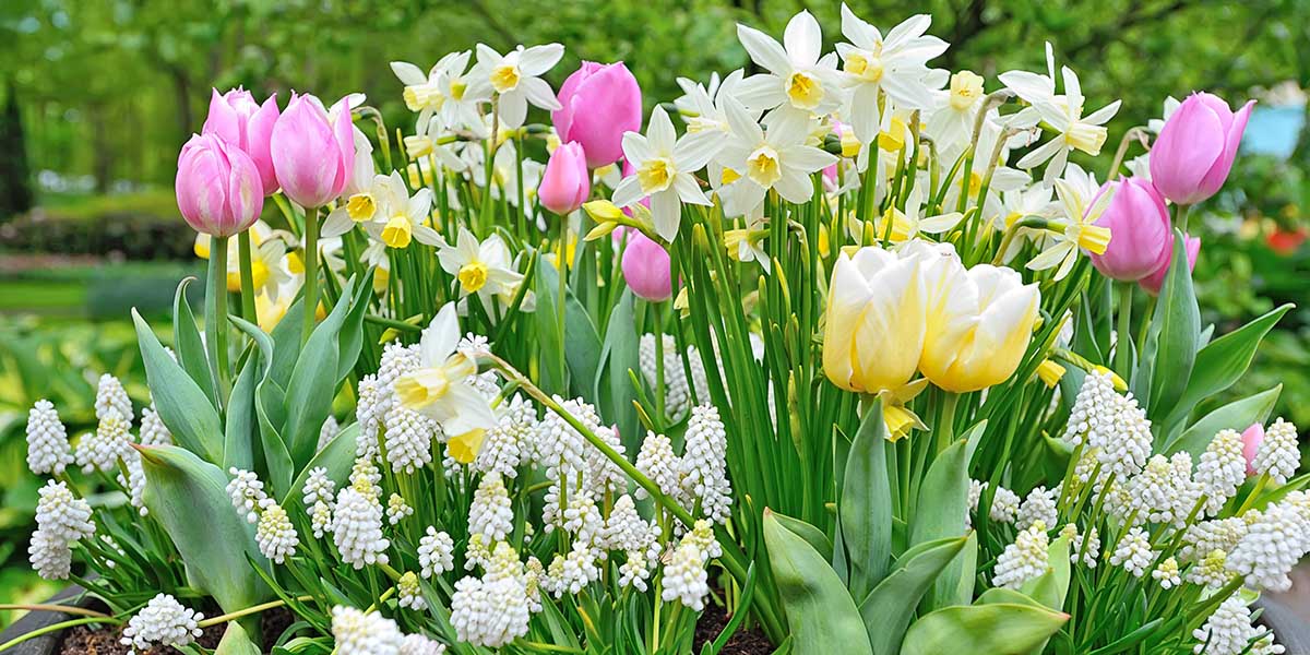 flowers from bulbs in a garden