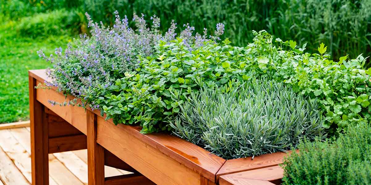Herbs in a raised garden