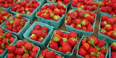 Farmer's market strawberries laid out on table in containers 
