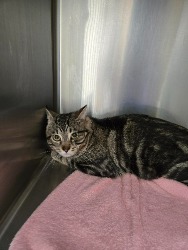 stray cat