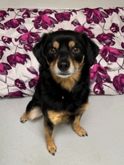 dog for adoption
